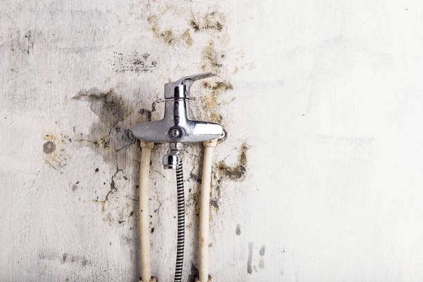 Best Toxic Mold Removal  in Delmar, MD