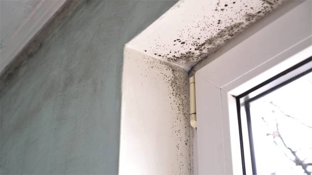Attic Mold Removal in Delmar, MD