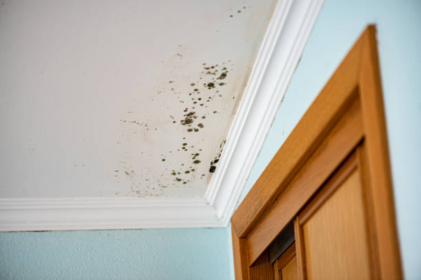 Best Commercial Mold Removal  in Delmar, MD