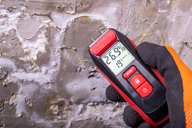Best Mold Damage Repair  in Delmar, MD