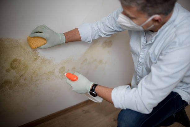 Best Emergency Mold Removal  in Delmar, MD